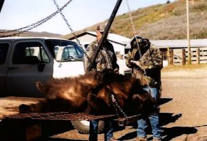 black bear hunts - Tomahawk Outfitters