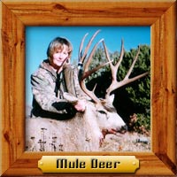 Mule Deer hunting photo galleries