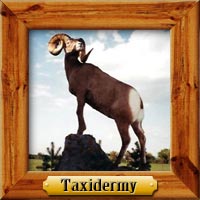 Taxidermy hunting photo galleries