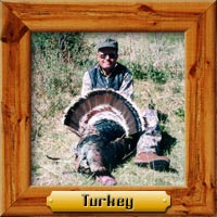 Turkey hunting photo galleries