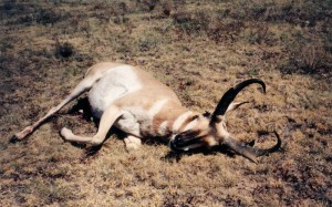 antelope018