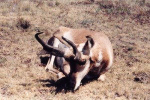 antelope022