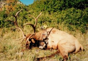 elk-archery-00-019