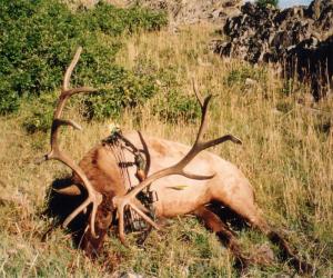 elk-archery-00-020