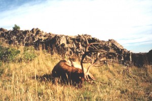 elk-archery012