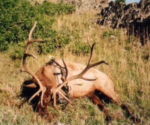 elk-archery052    