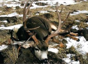 mule-deer-00-082