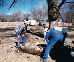 mule-deer-00-089